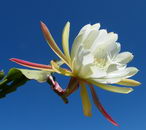 کاکتوس ارکیدی دندانه دار